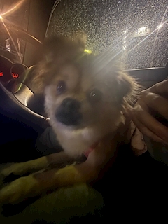 麗衣紗（れいしゃ）