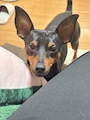 chiko