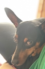chiko