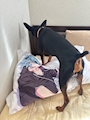 chiko