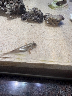 ゆな