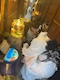 プロフィール写真3・🐈⬛たま🐈⬛|Girl's Bar Bellux・ベルクス - 名古屋 名駅のガールズバー