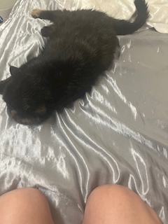 ゆめ「にゃんこ！」