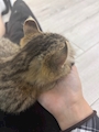 chiko