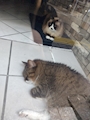 chiko