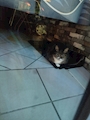 chiko