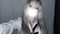 プロフィール写真4・めぐる｜クズなお嬢様と僕・クズナオジョウサマトボク - 秋葉原のコンカフェ