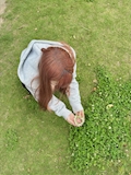 かえで