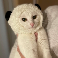 プロフィール写真4・かや 🍒神楽坂🖤Cherry🍒｜Girl's Bar Cherry ・チェリー - 神楽坂・飯田橋のガールズバー