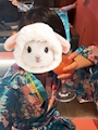chiko