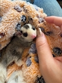 chiko