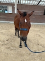 新着ブログ 🐴