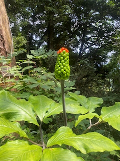 プロフィール写真2・👑｜Girls Bar Tiana・ティアナ - 赤羽のガールズバー