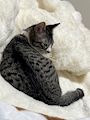 chiko
