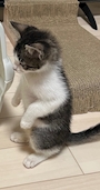 chiko
