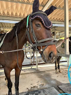 プロフィール写真1・なな｜調布 オブロングラウンジ