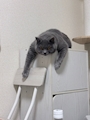 chiko