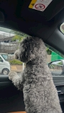chiko