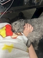 chiko