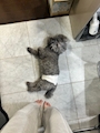 chiko