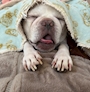 新着ブログ 🐶