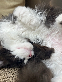 あいり「🛌」