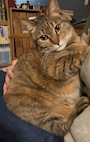 chiko