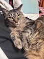 chiko