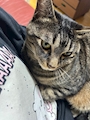 chiko
