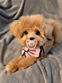 新着ブログ 赤ちゃん犬