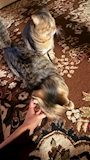 chiko