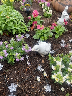 かわいいアヒル🪿💭