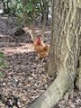 新着ブログ 🐓⸒⸒