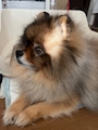 chiko
