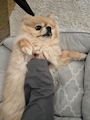 chiko