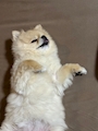 chiko