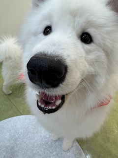 さな「どようびーっ.ᐟ.ᐟ」