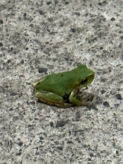 プロフィール写真4・神楽｜ROUNGE INVERNO・インヴェルノ - 草加のクラブ/ラウンジ