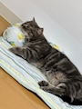 chiko