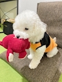 chiko