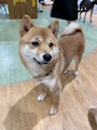 chiko