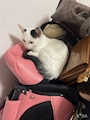 chiko
