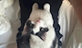 新着ブログ 子猫飼った♥