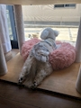 chiko