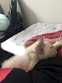 chiko