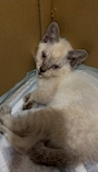 chiko