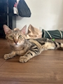 chiko