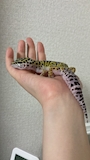 chiko