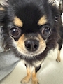 chiko