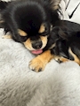 chiko